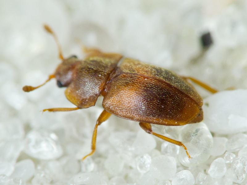 Nitidulidae Latreille, 1802